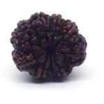9 Mukhi Rudraksha 2