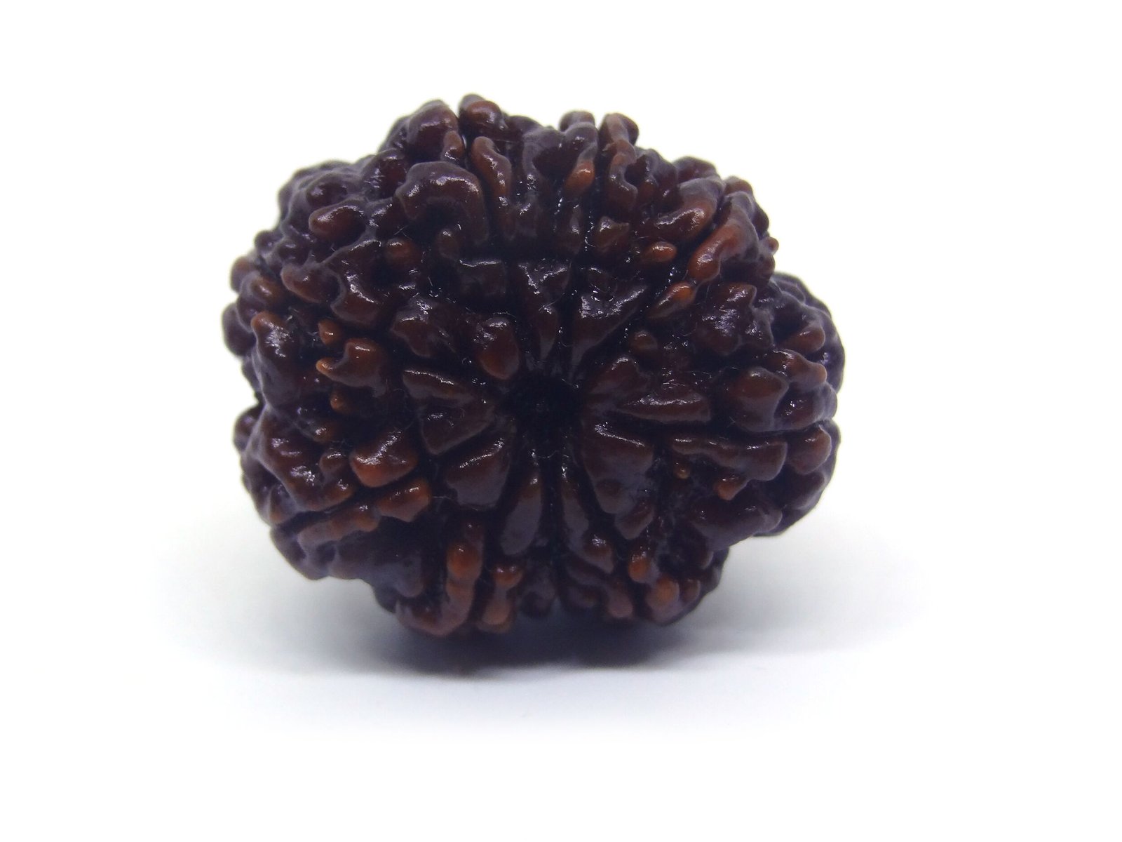 9 Mukhi Rudraksha 2 9 Mukhi Rudraksha 2