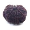 10 Face Rudraksha Nepali Big