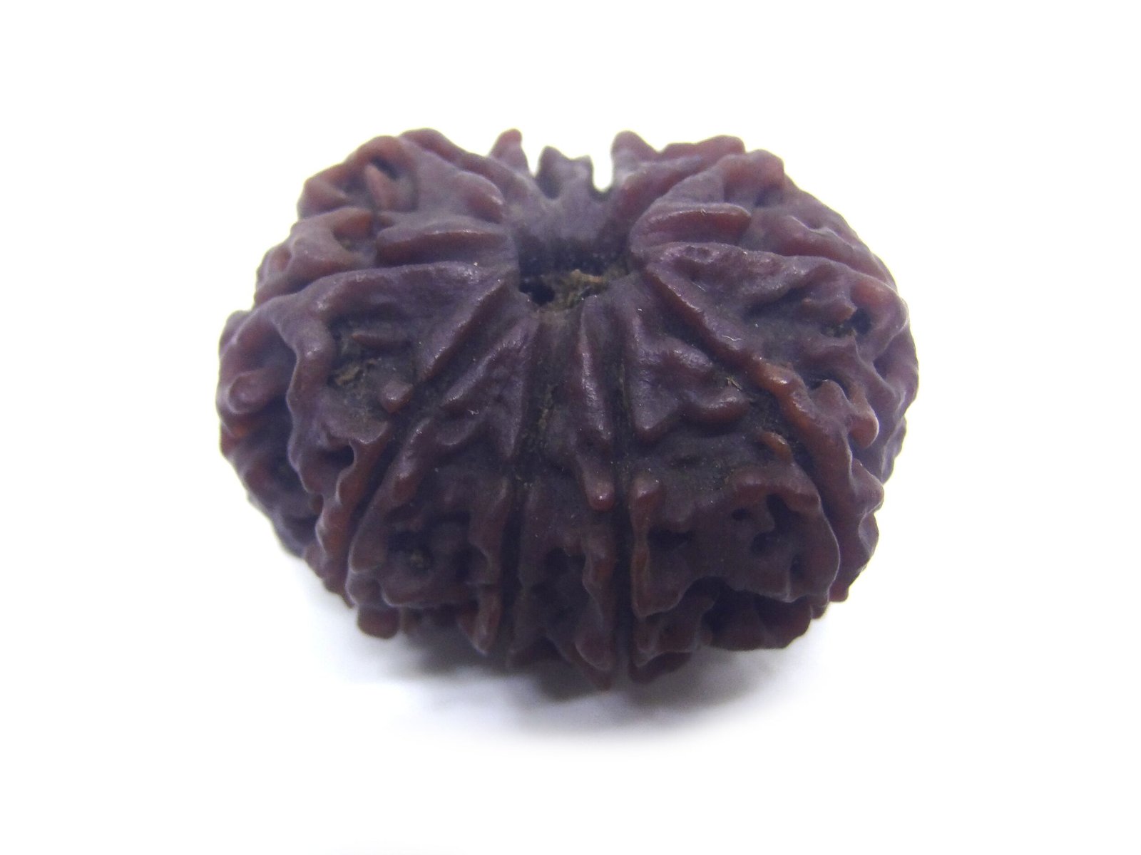 10 Mukhi Rudraksha Nepali Big 10 Face Rudraksha Nepali Big