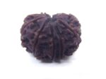 10 Face Rudraksha Nepali Big