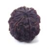 10 Face Rudraksha Nepali Big