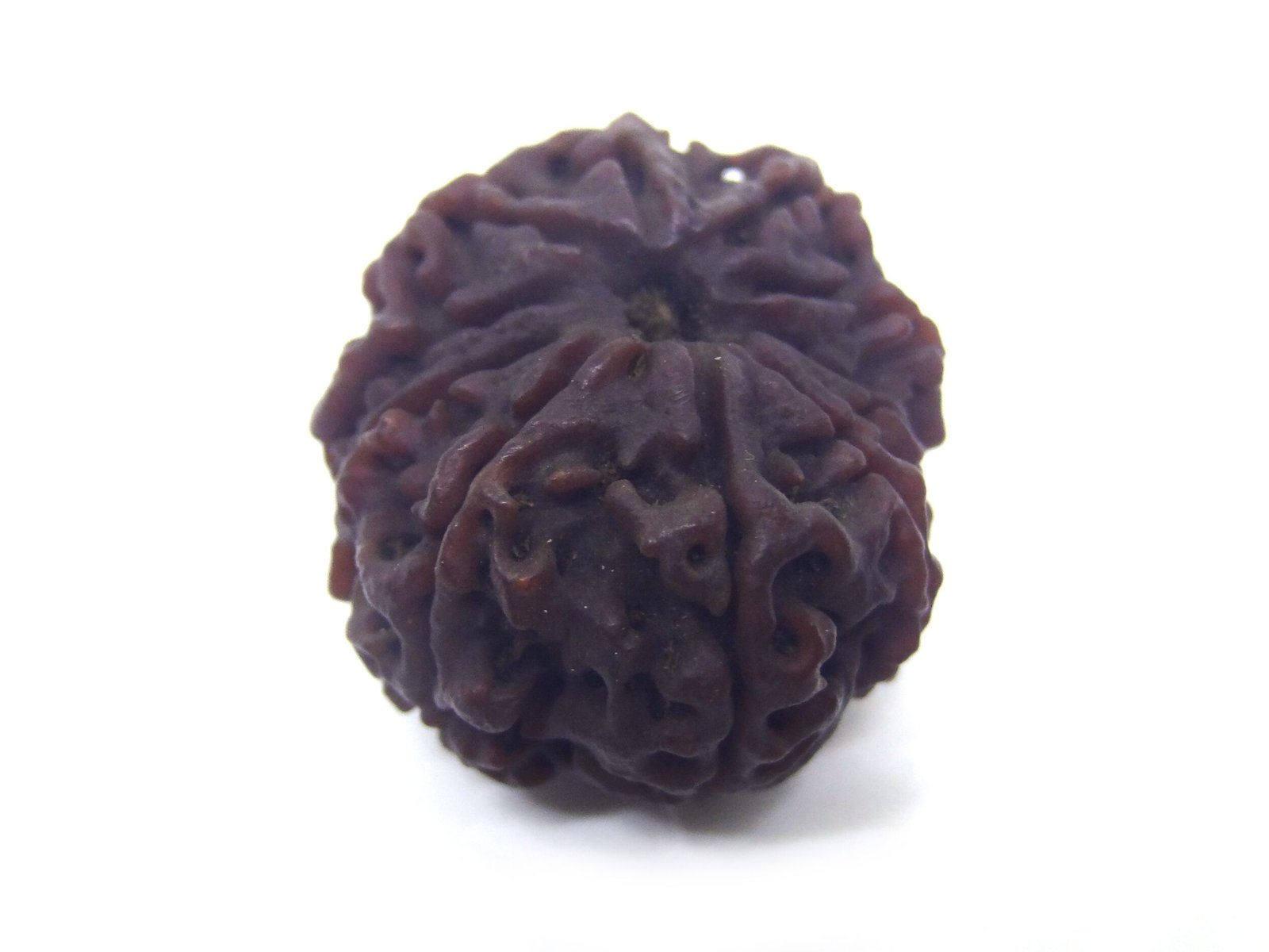 10 Mukhi Rudraksha Nepali Big 10 Face Rudraksha Nepali Big