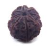 10 Face Rudraksha Nepali Big