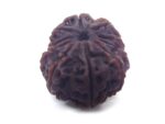 10 Face Rudraksha Nepali Big