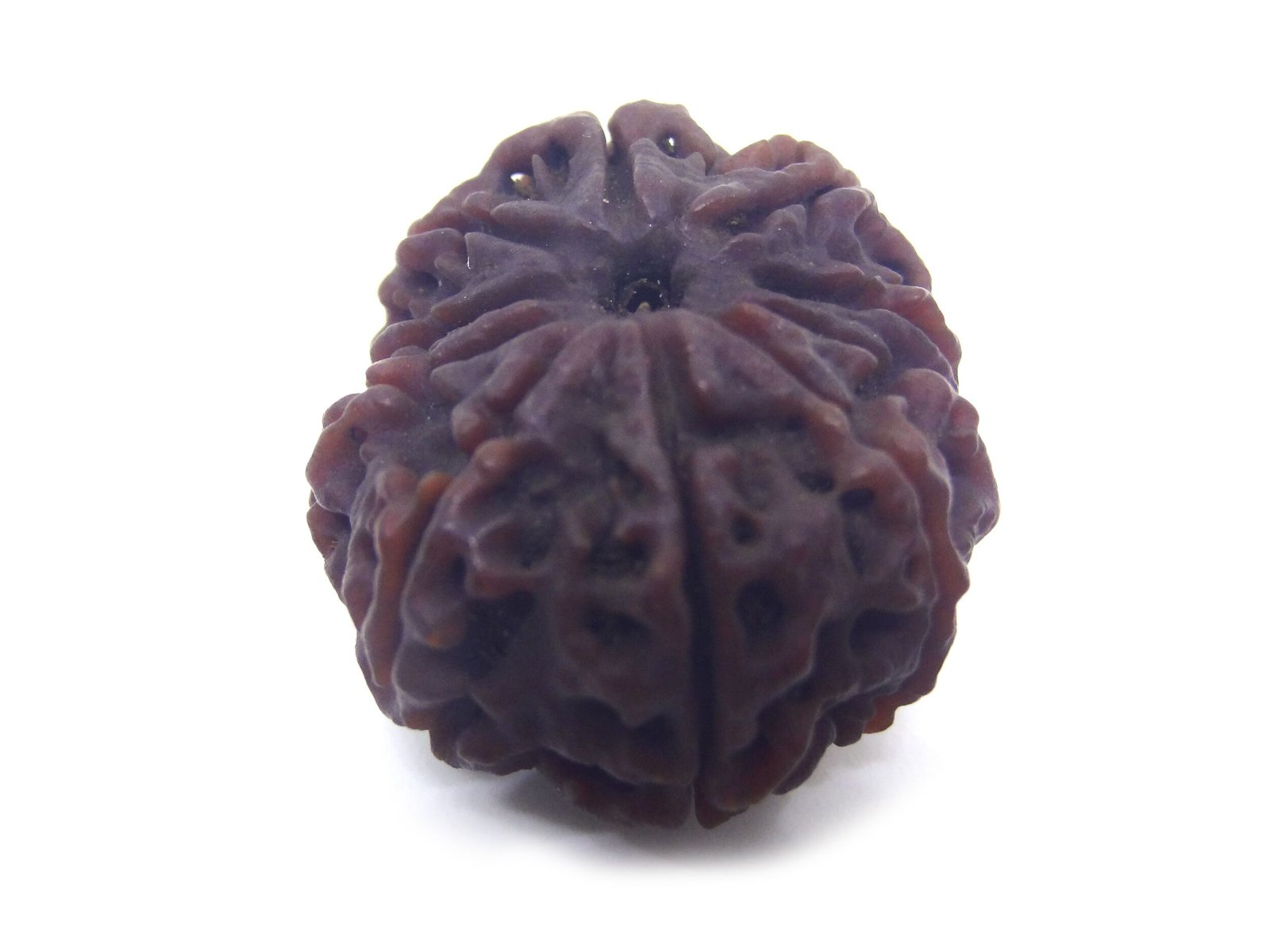 10 Mukhi Rudraksha Nepali Big 10 Face Rudraksha Nepali Big
