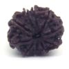 10 Face Rudraksha Nepali Big