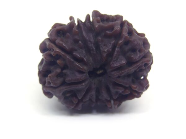 10 Face Rudraksha Nepali Big