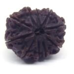 10 Face Rudraksha Nepali Big