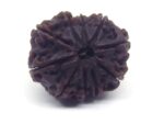 10 Face Rudraksha Nepali Big