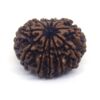 11 Face Rudraksha ( Big )