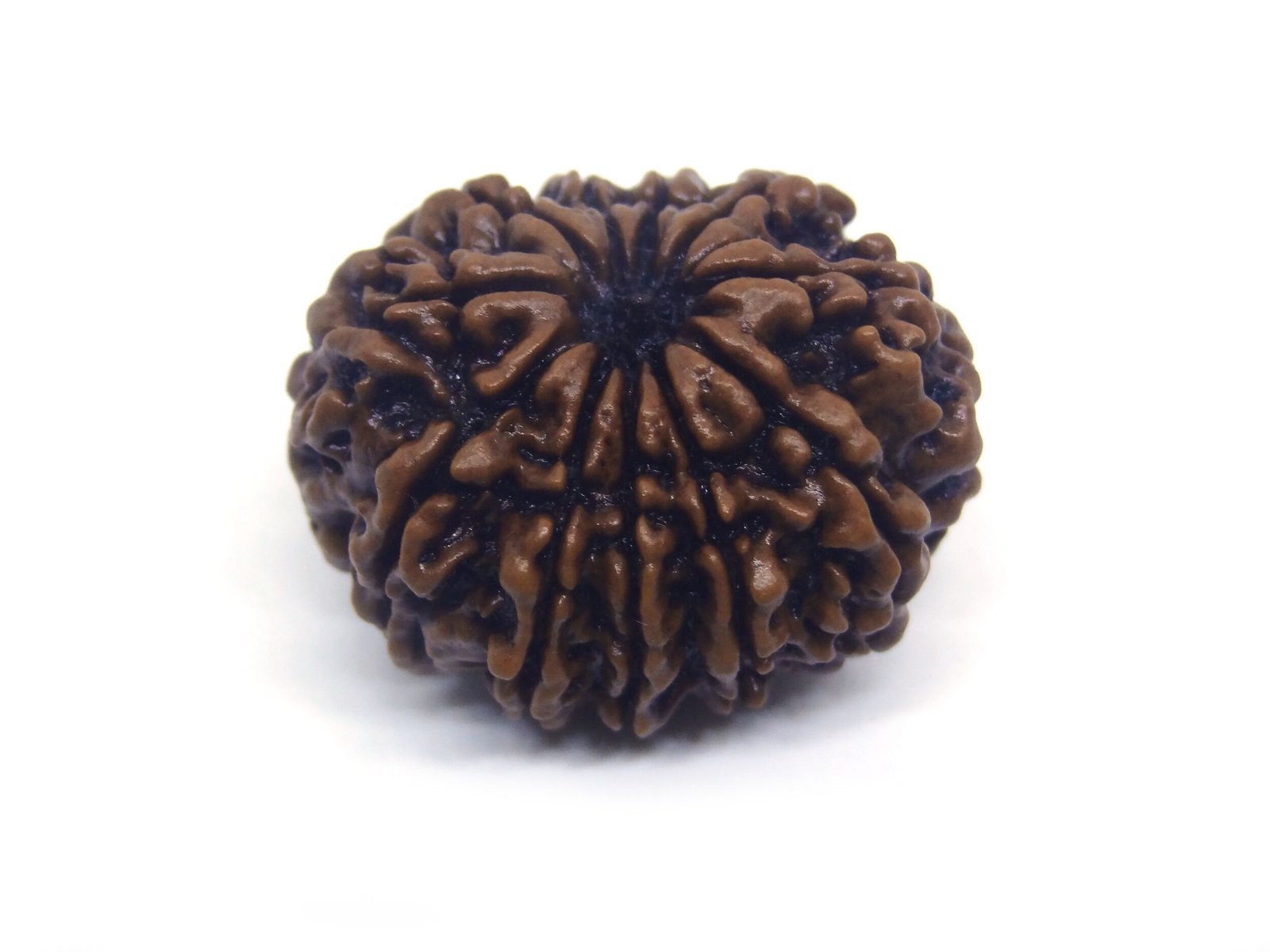 11 Mukhi Rudraksha ( Big ) 11 Face Rudraksha ( Big )
