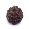 11 Face Rudraksha ( Big )