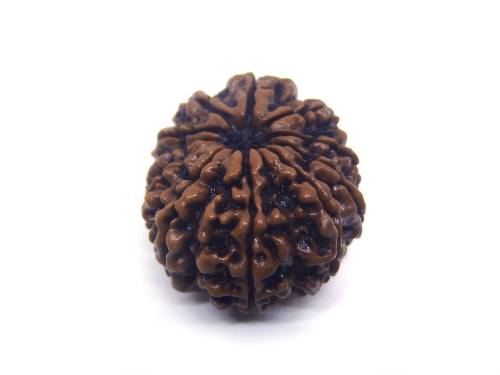 11 Mukhi Rudraksha ( Big ) 11 Face Rudraksha ( Big )