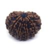 11 Face Rudraksha ( Big )