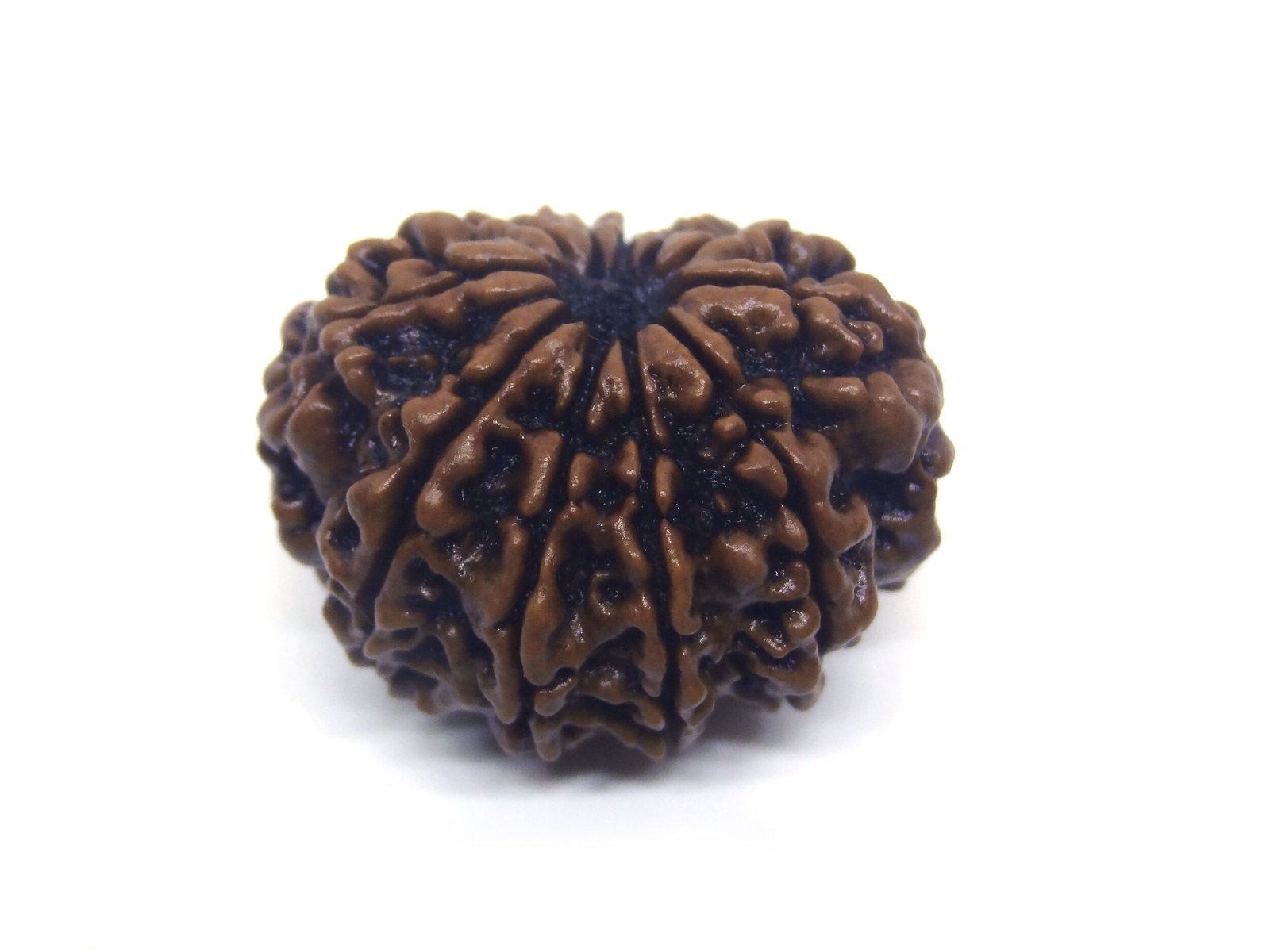 11 Mukhi Rudraksha ( Big ) 11 Face Rudraksha ( Big )
