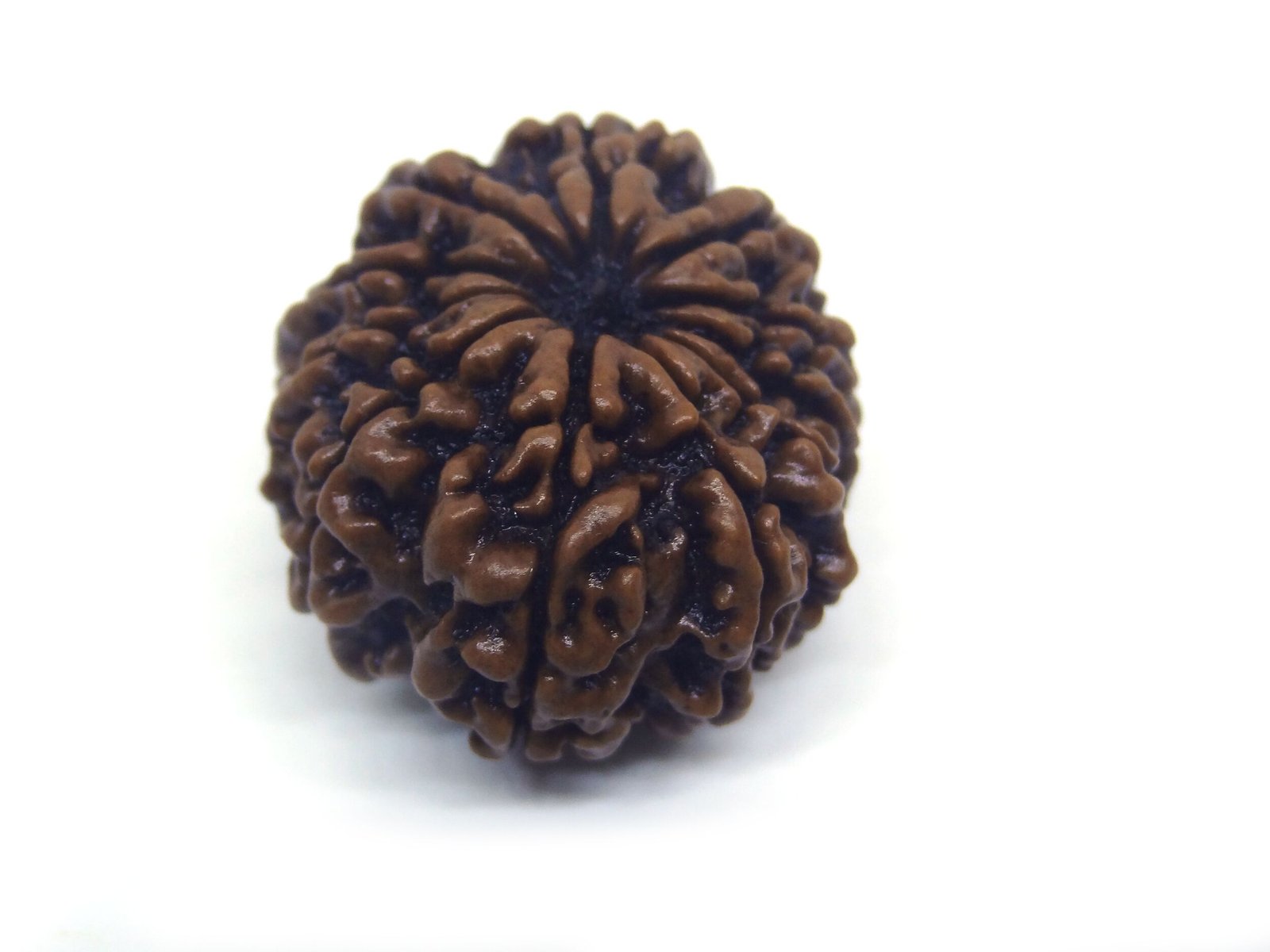 11 Mukhi Rudraksha ( Big ) 11 Face Rudraksha ( Big )