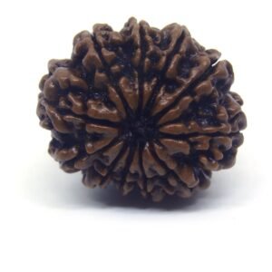 11 Face Rudraksha ( Big )
