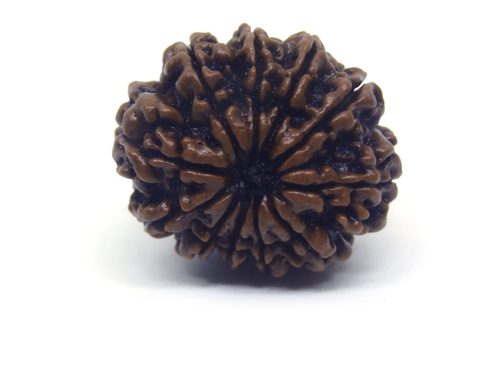 11 Mukhi Rudraksha ( Big ) 11 Face Rudraksha ( Big )