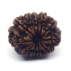 11 Face Rudraksha ( Big )