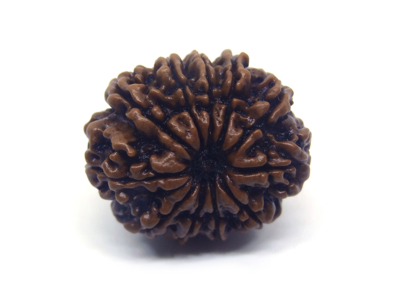11 Mukhi Rudraksha ( Big ) 11 Face Rudraksha ( Big )