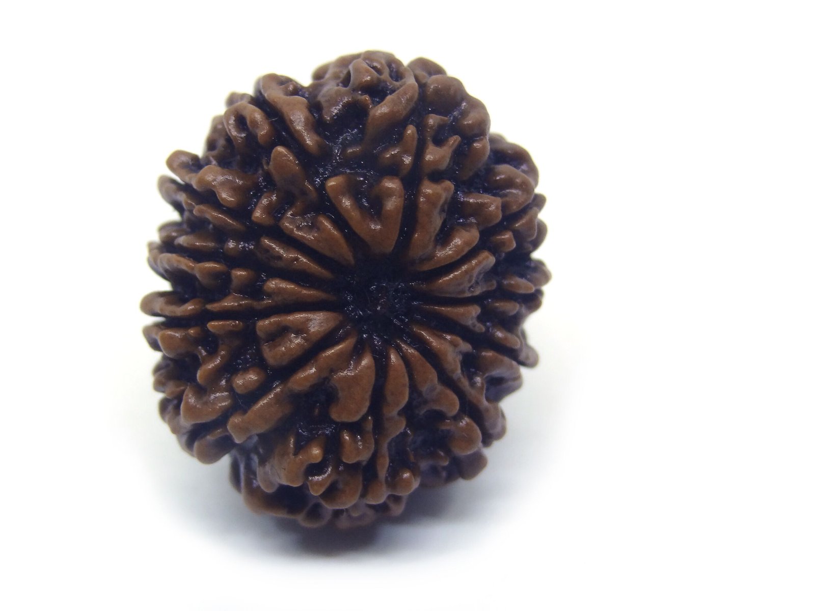 11 Mukhi Rudraksha ( Big ) 11 Face Rudraksha ( Big )