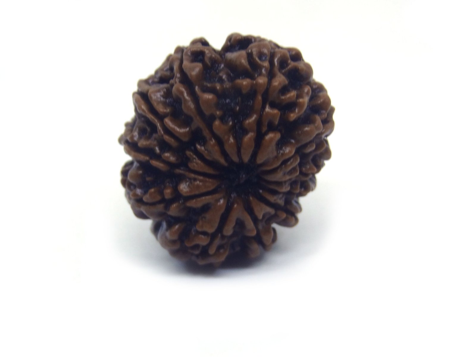 11 Mukhi Rudraksha ( Big ) 11 Face Rudraksha ( Big )