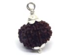 8 Mukhi Rudraksha 2