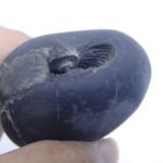 Natural Laxmi Narayan  Shaligram Shila ( 114 grams ) approx