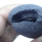 Natural Laxmi Narayan  Shaligram Shila ( 70 grams ) approx