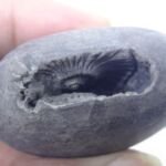 Natural Laxmi Narayan  Shaligram Shila ( 68 grams ) approx