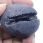 Natural Laxmi Narayan  Shaligram Shila ( 96 grams ) approx