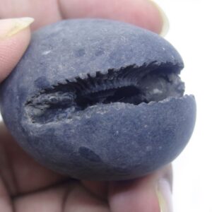 Natural Laxmi Narayan Shaligram Shila ( 96 grams ) approx