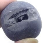 Natural Laxmi Narayan  Shaligram Shila ( 71 grams ) approx