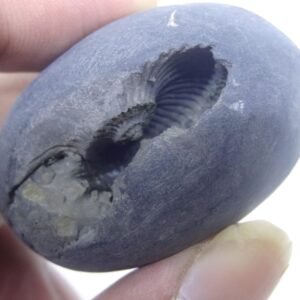 Natural Laxmi Narayan Shaligram Shila ( 69 grams ) approx