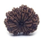 14 Mukhi Rudraksha Nepali ( 28 MM Approx ) Lab Certified