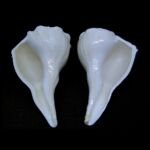 Natural Lakshmi Narayan Shankh Conch ( 4 -5 inches )