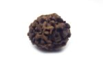 Two Face Rudraksha Nepali