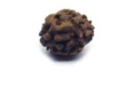 Two Face Rudraksha Nepali