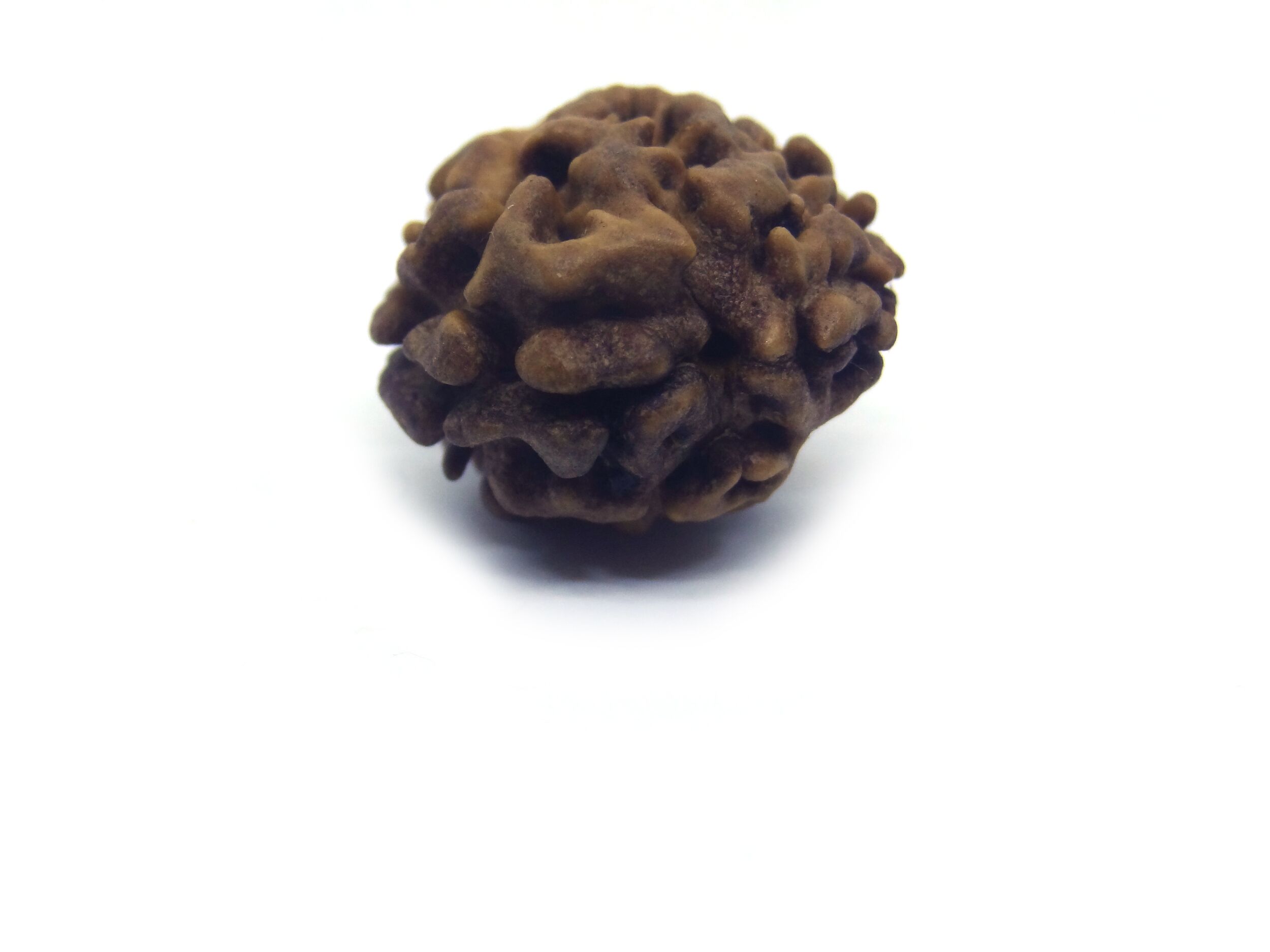 Two Face Rudraksha Nepali