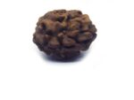 Two Face Rudraksha Nepali