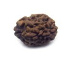 Two Face Rudraksha Nepali