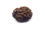 Two Face Rudraksha Nepali