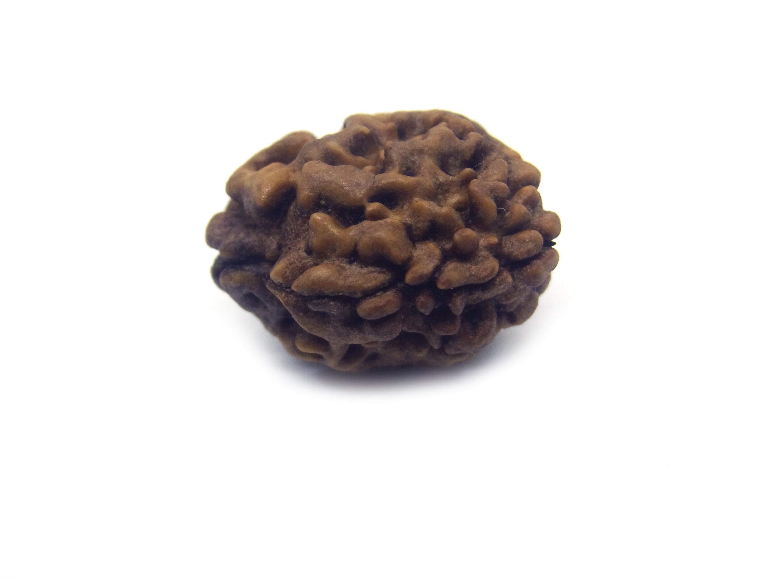 Two Face Rudraksha Nepali