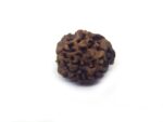 Two Face Rudraksha Nepali