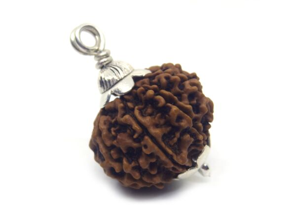 9 Mukhi Rudraksha 3