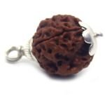 4 Mukhi Rudraksha in Silver Cap ( Big Size ) ( Nepal Origin )