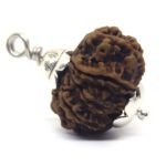 11 Mukhi Rudraksha 3