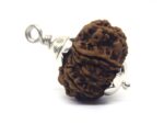 11 Mukhi Rudraksha 3