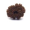 12 Face Rudraksha ( Big )